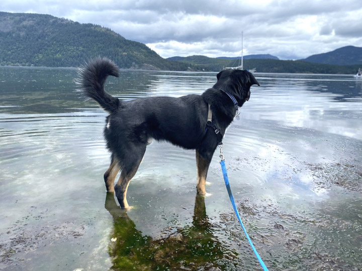 chinook dog